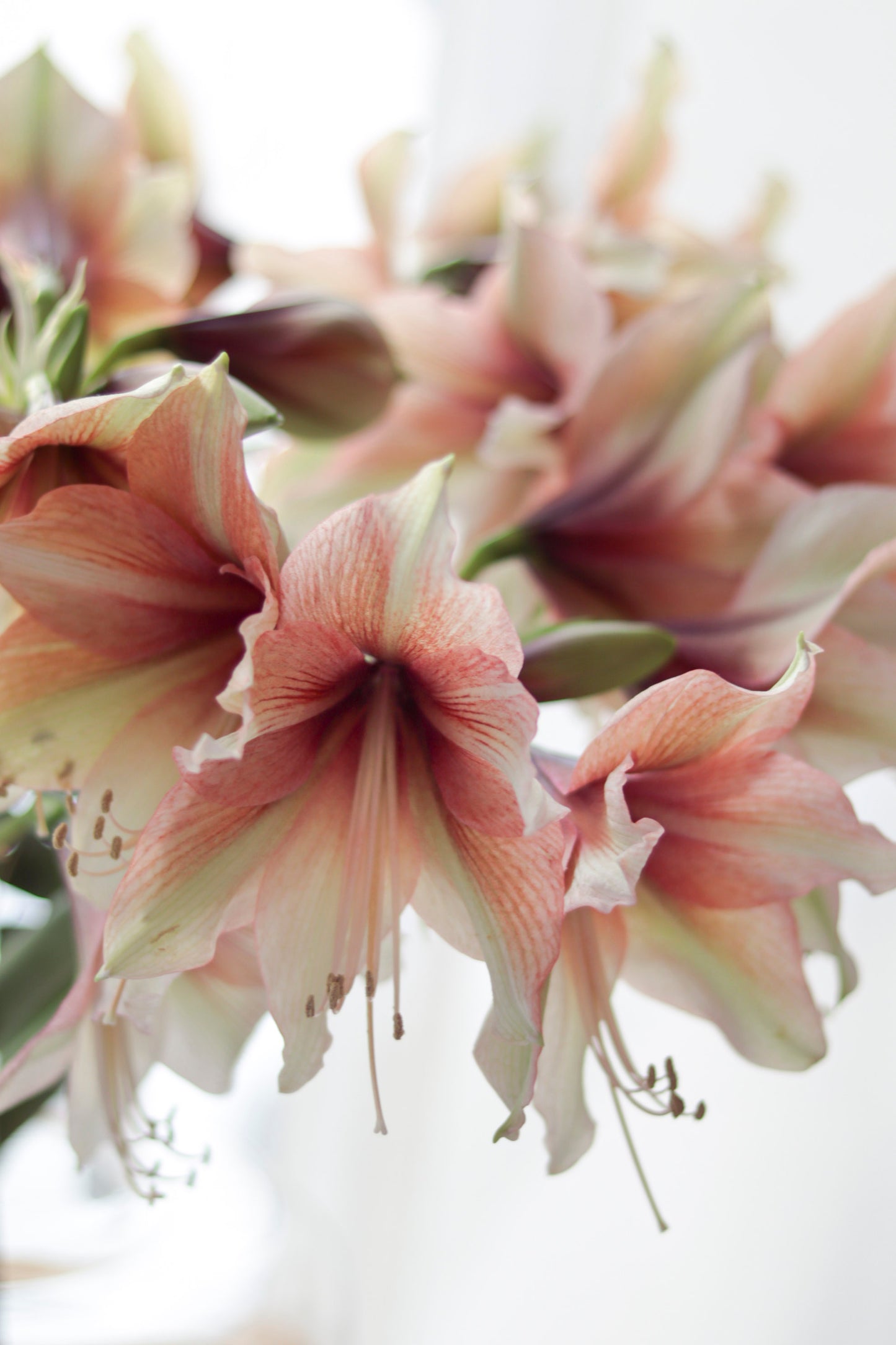 Amaryllis Mocca®