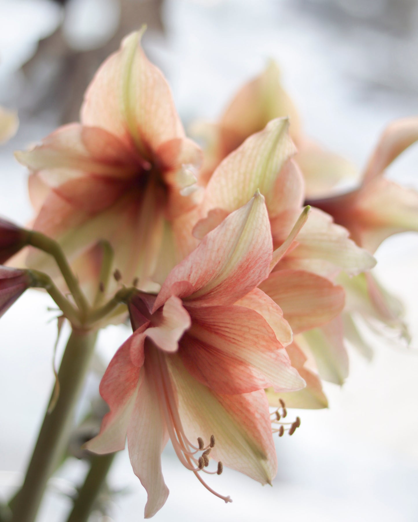 Amaryllis Mocca®