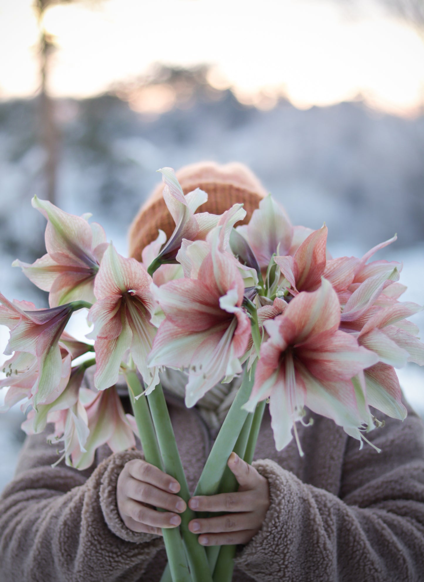 Amaryllis Mocca®