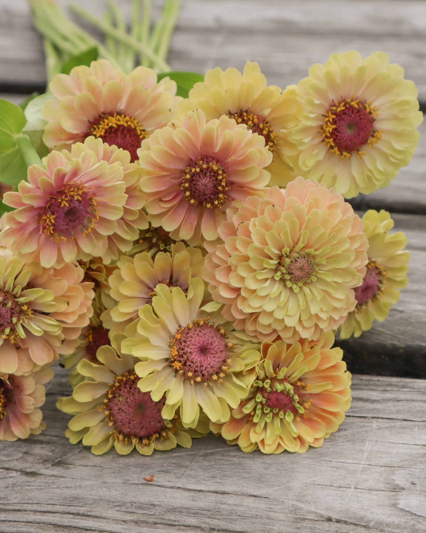 Isotsinnia Queen Lime Blush