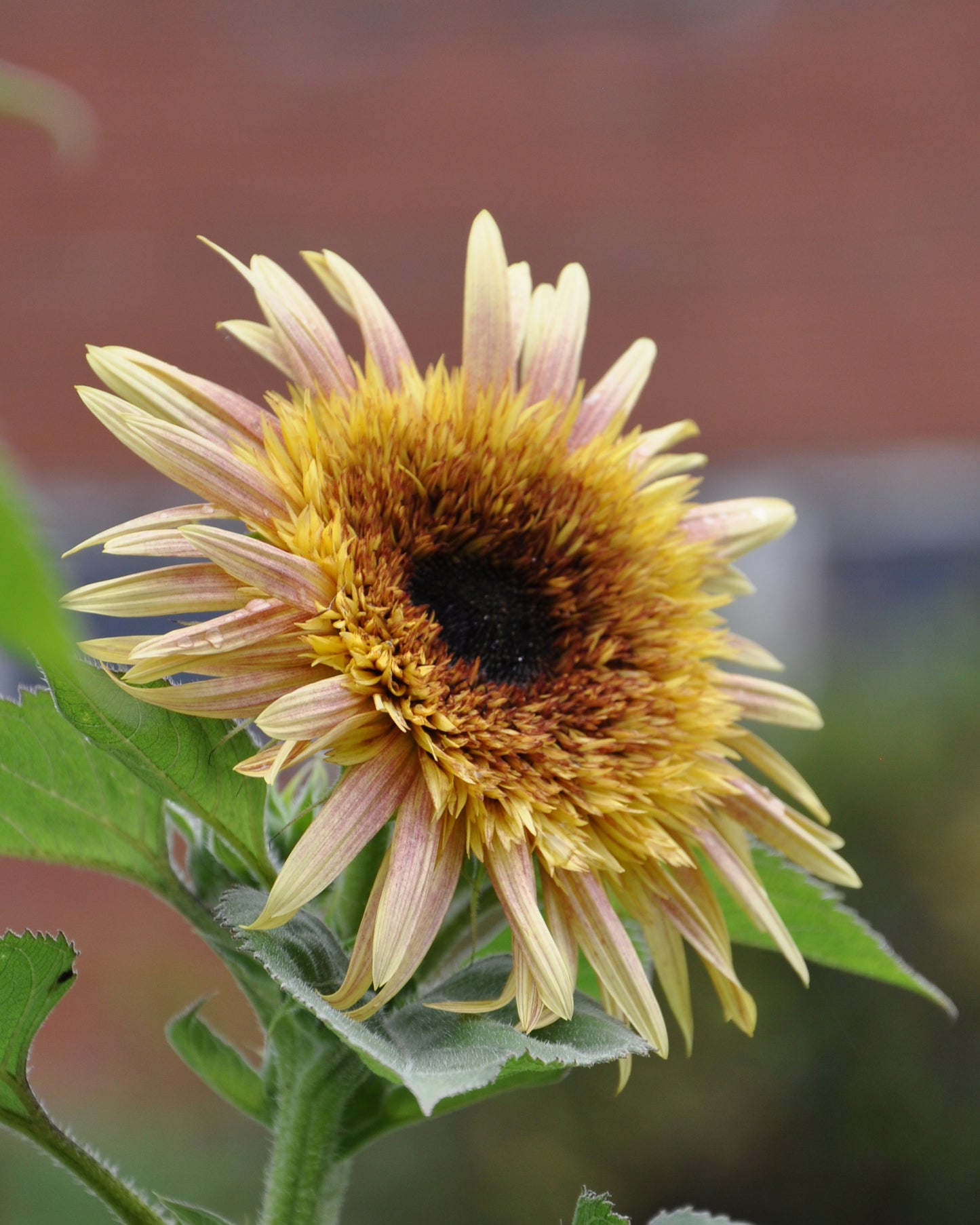 Auringonkukka Astra Rose