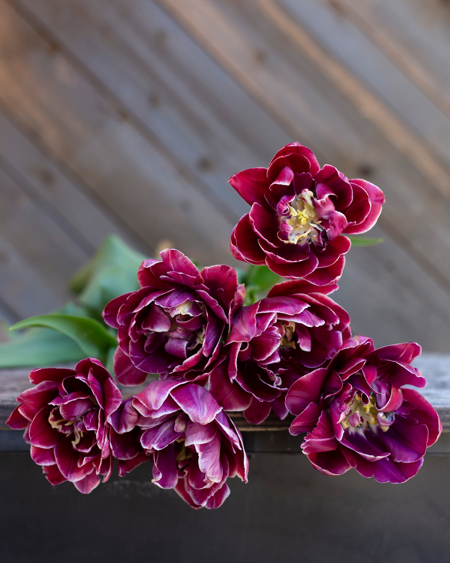 Kerrannainen tulppaani Dream Touch
