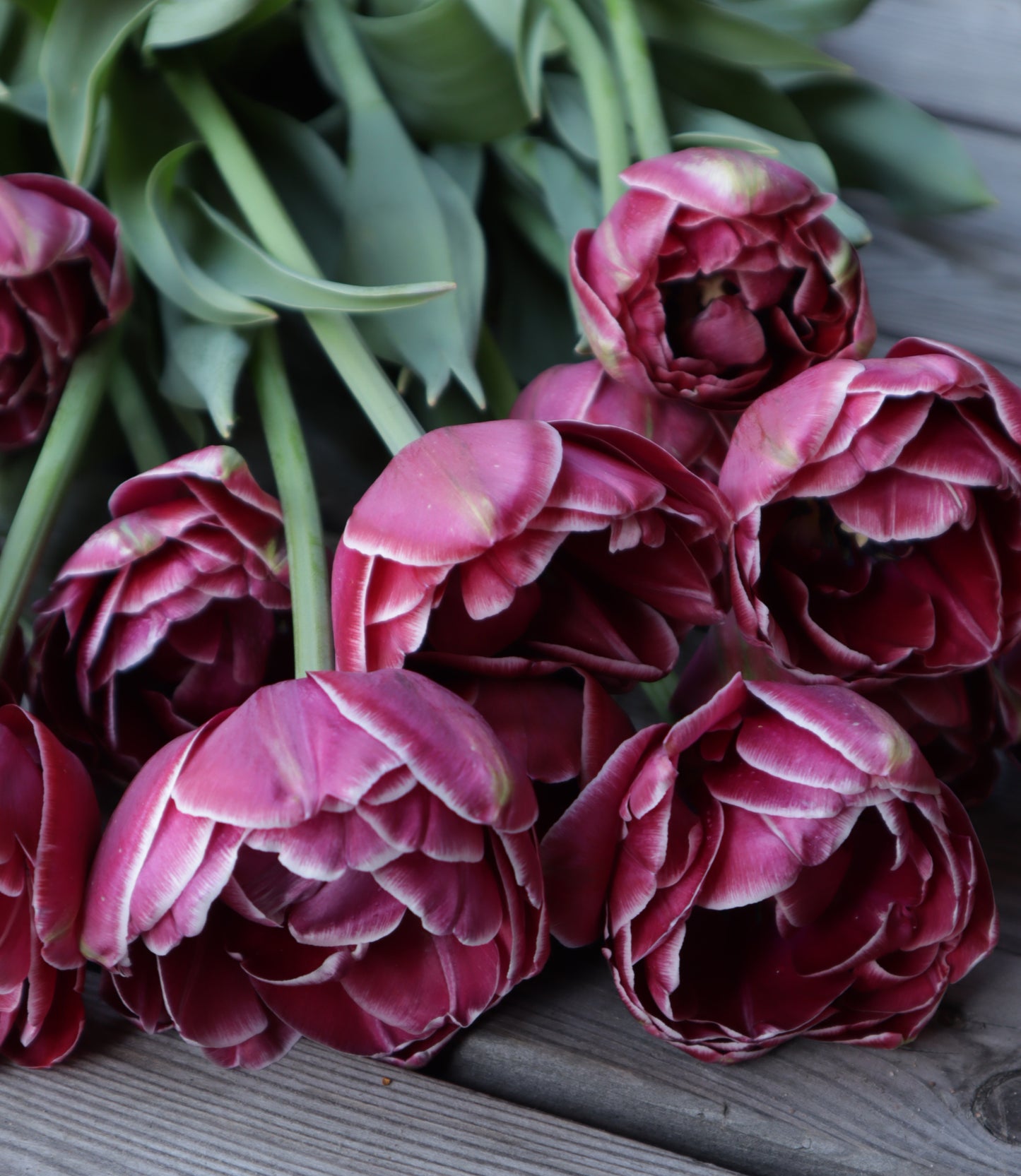 Kerrannainen tulppaani Dream Touch