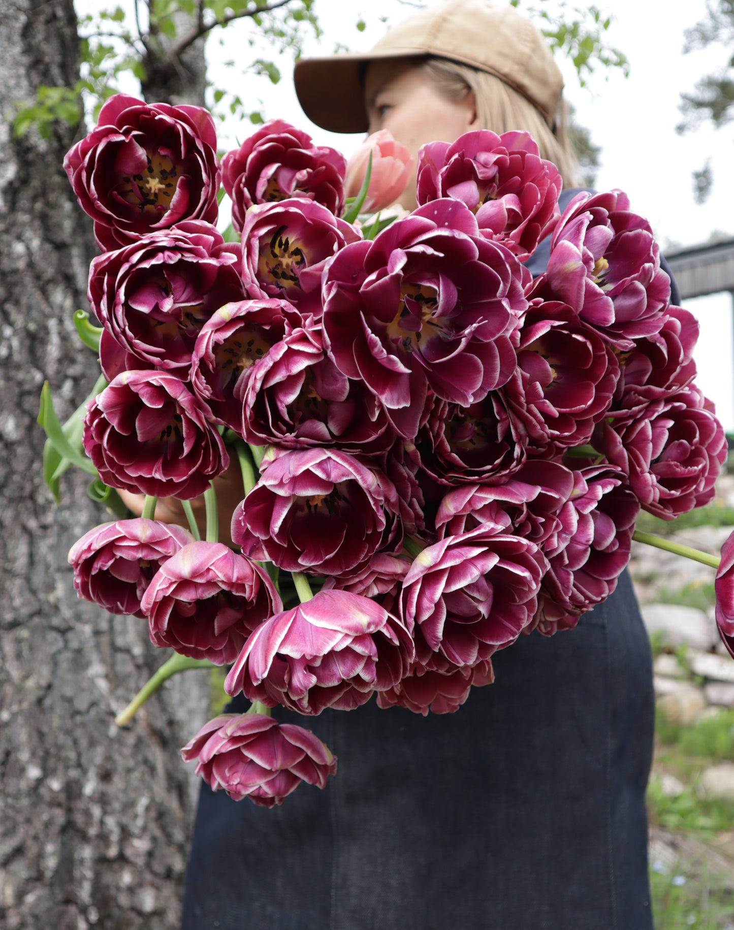 Kerrannainen tulppaani Dream Touch