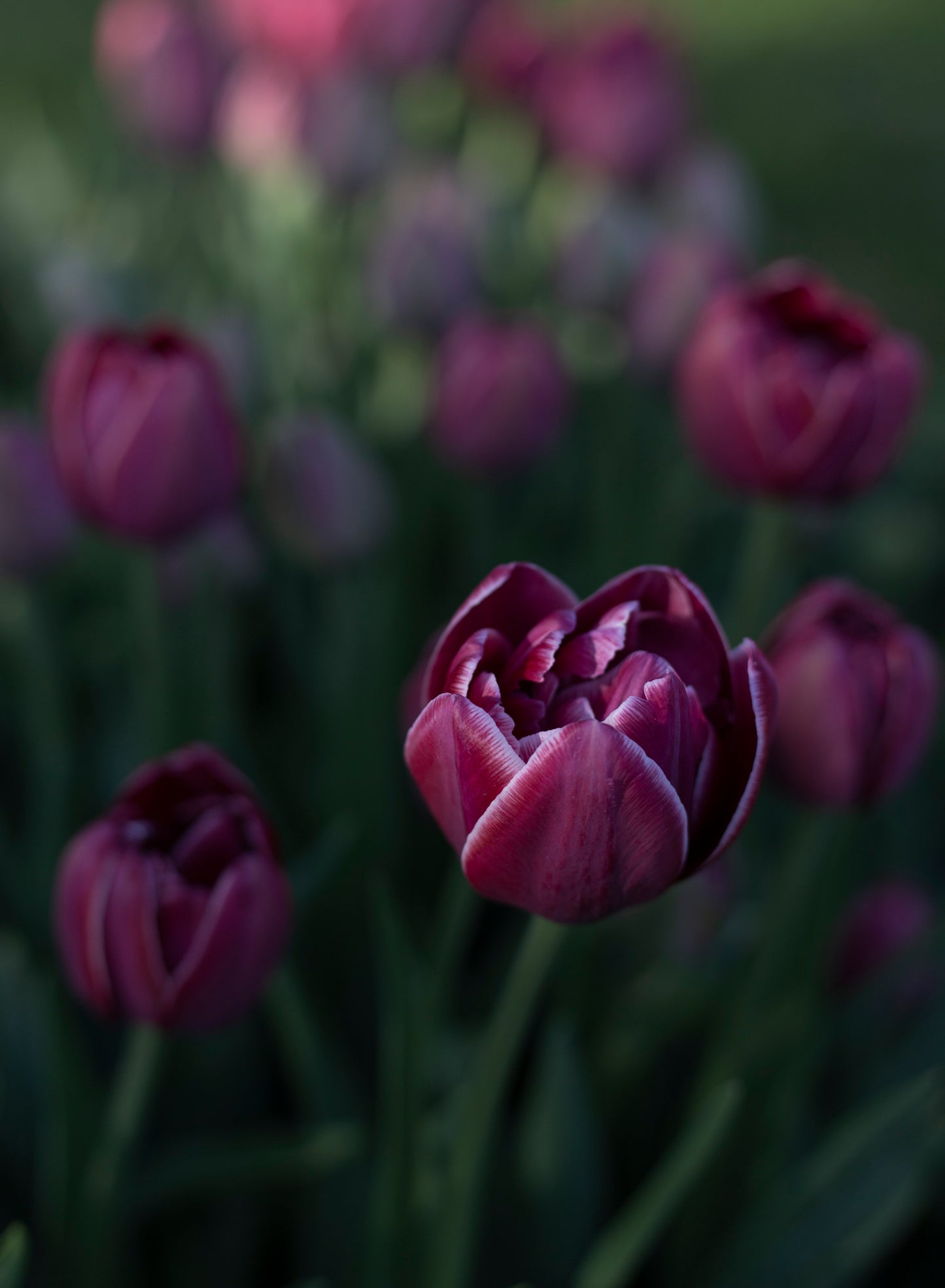 Kerrannainen tulppaani Dream Touch