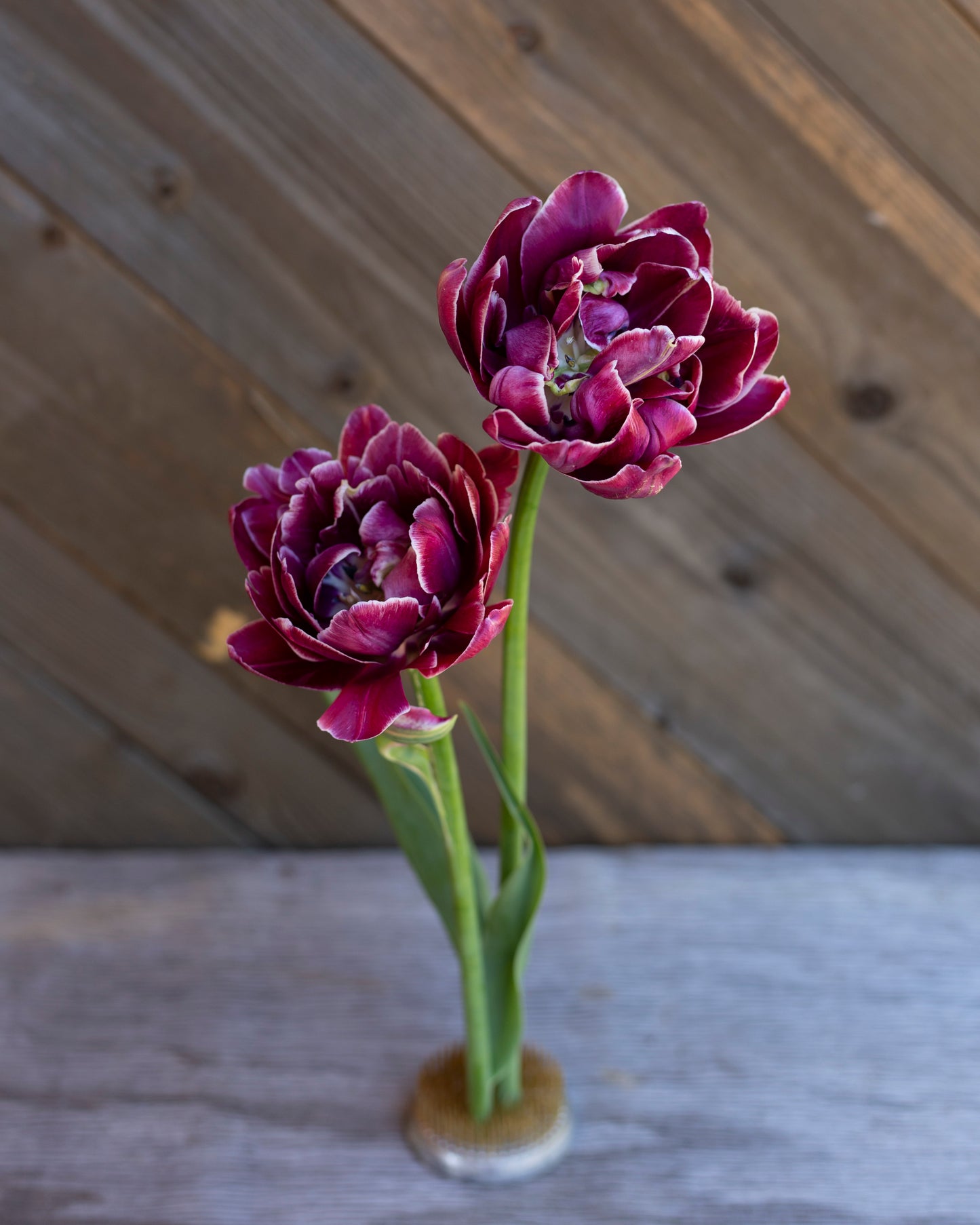 Kerrannainen tulppaani Dream Touch
