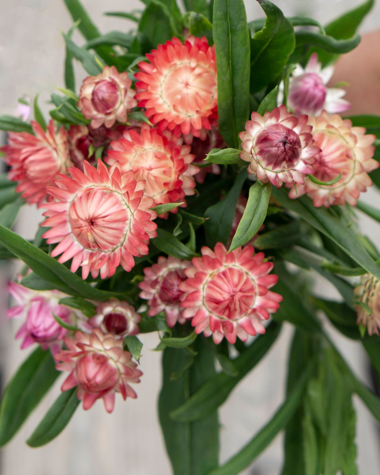 Iso-olkikukka Salmon Rose