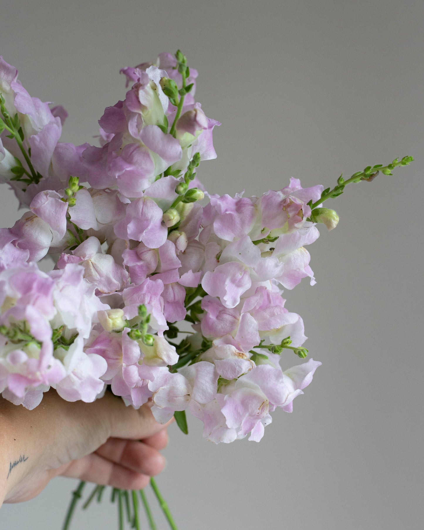 Leijonankita Legend Light Pink