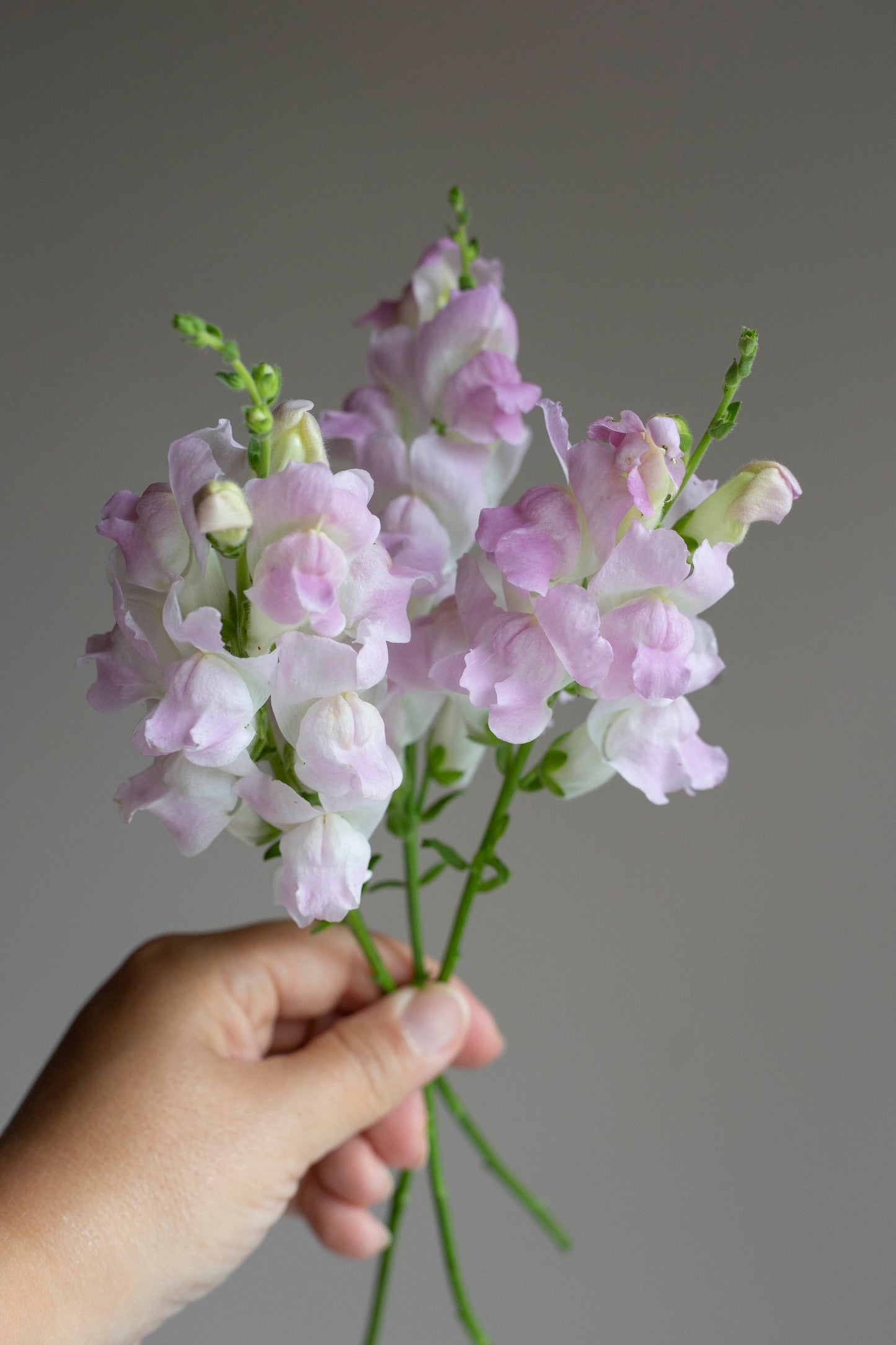 Leijonankita Legend Light Pink