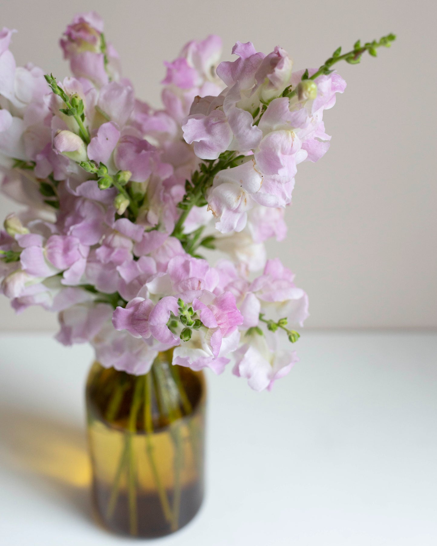 Leijonankita Legend Light Pink