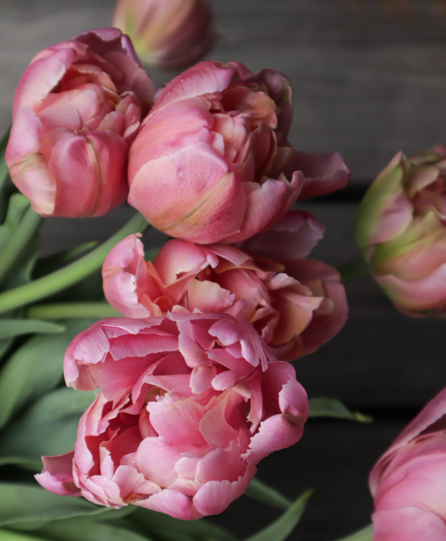 Kerrannainen tulppaani Pink Star