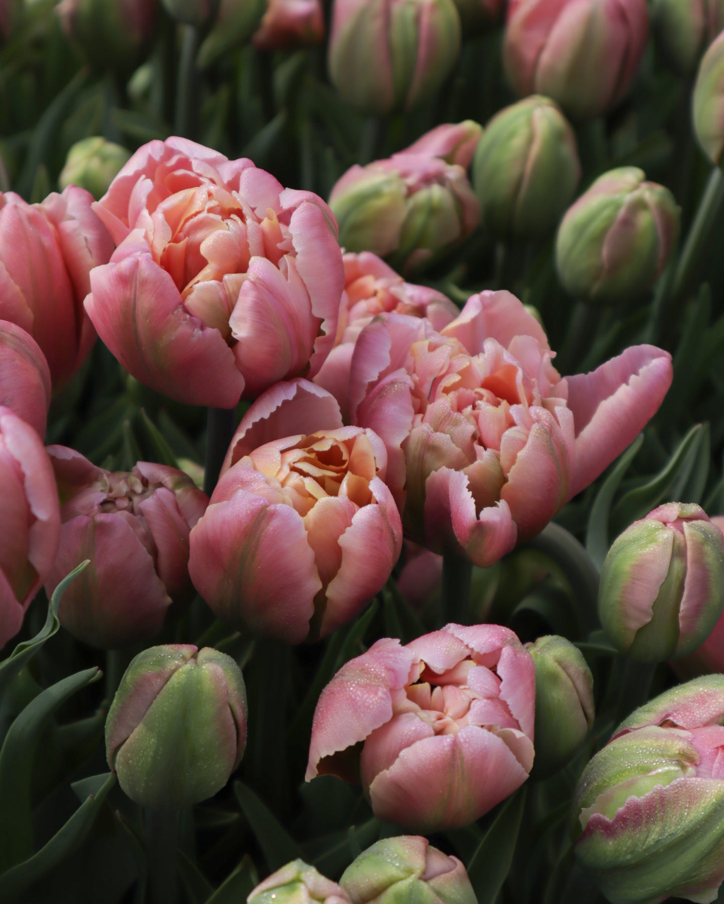 Kerrannainen tulppaani Pink Star