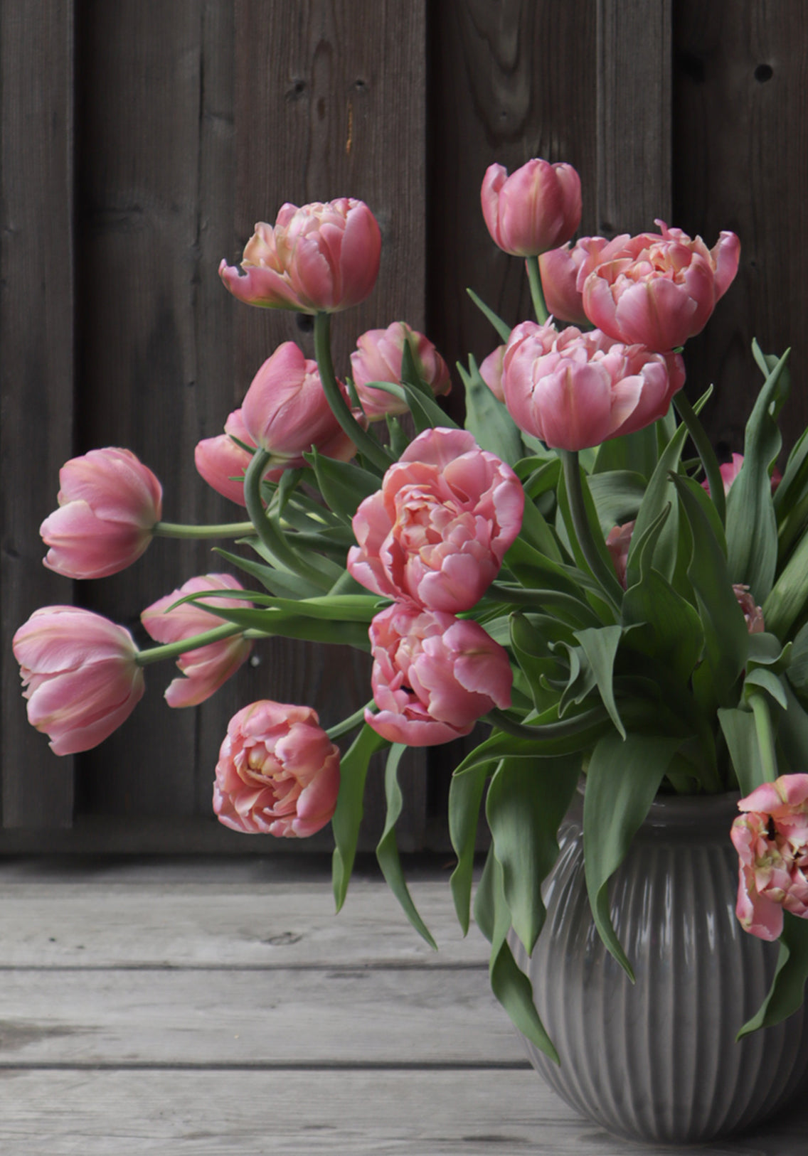 Kerrannainen tulppaani Pink Star