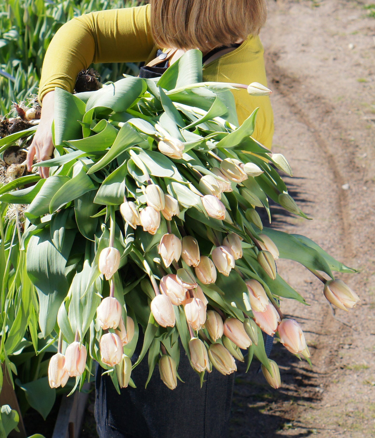 Yksinkertainen tulppaani Thijs Boots