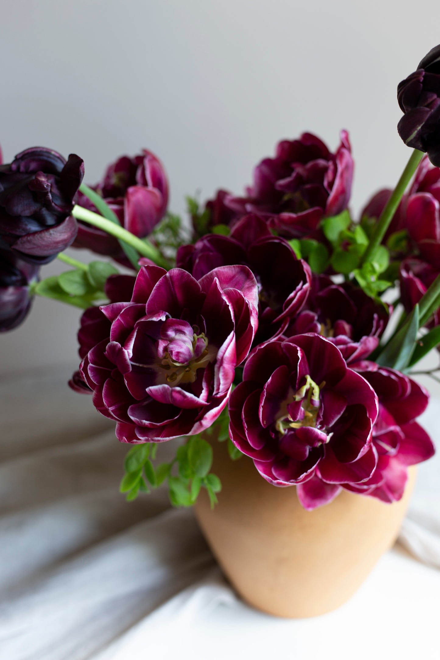Kerrannainen tulppaani Dream Touch