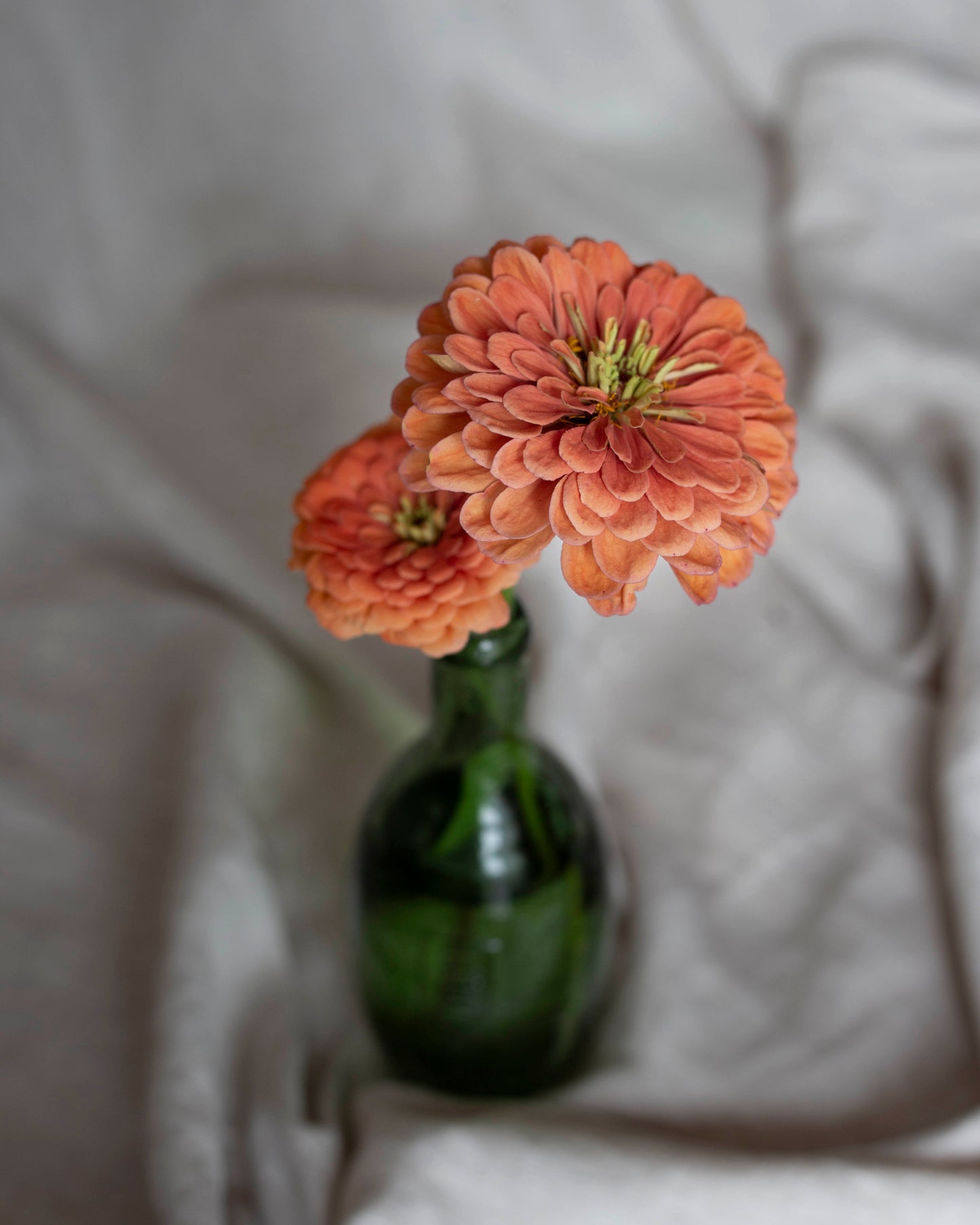 Isotsinnia Benary's Giant Salmon Rose