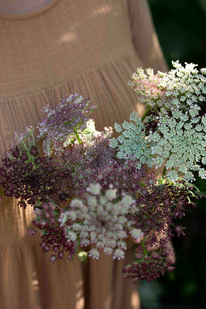Koristeporkkana Purple Kisses