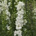 Qis White