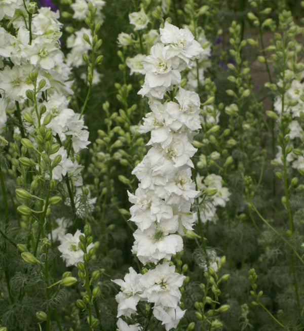 Tarhakukonkannus Qis® White