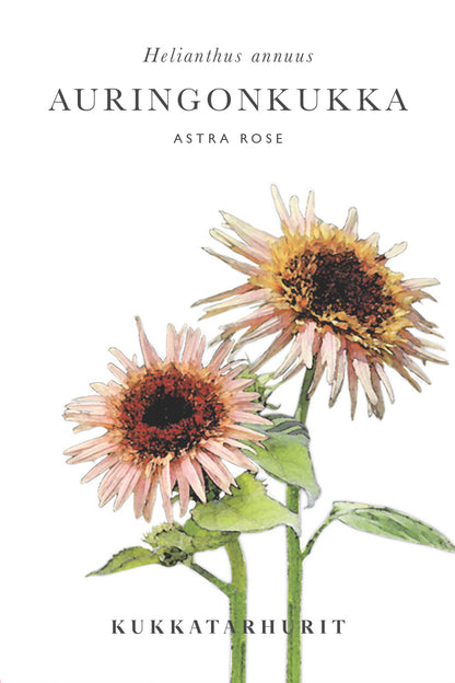 Auringonkukka Astra Rose