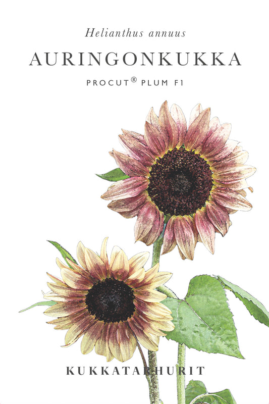 Auringonkukka Procut® Plum