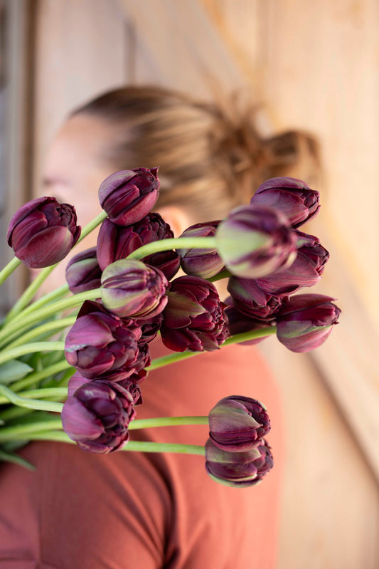 Kerrannainen tulppaani Black Hero