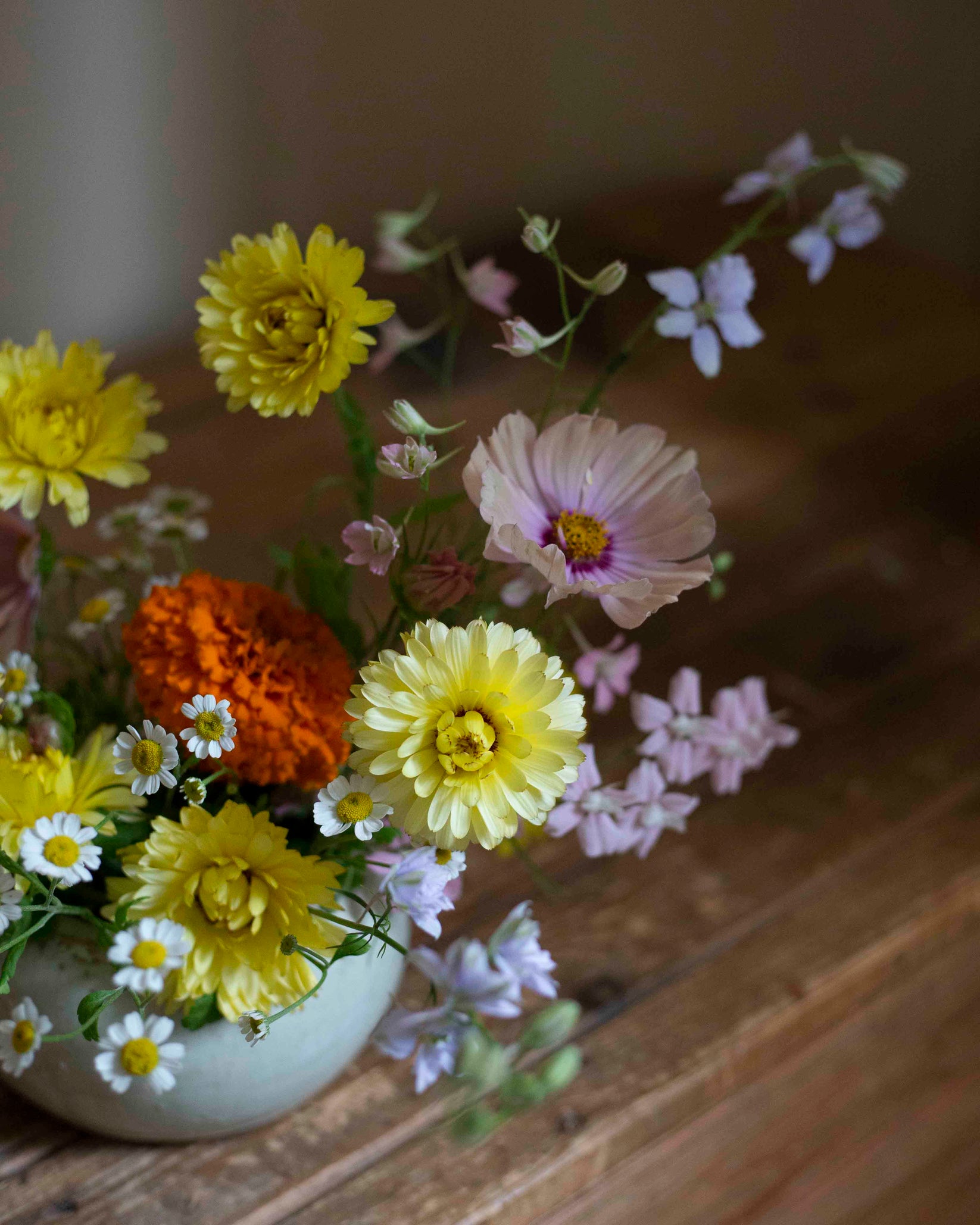 Kehäkukka Pacific Apricot Beauty – kukkatarhurit