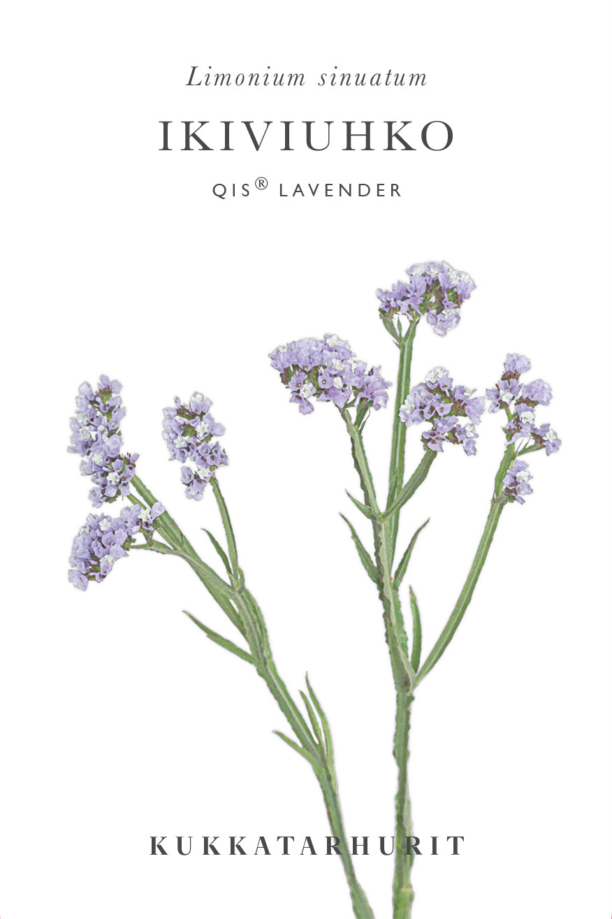 Ikiviuhko QIS® Lavender