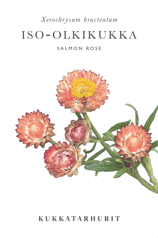 Iso-olkikukka Salmon Rose
