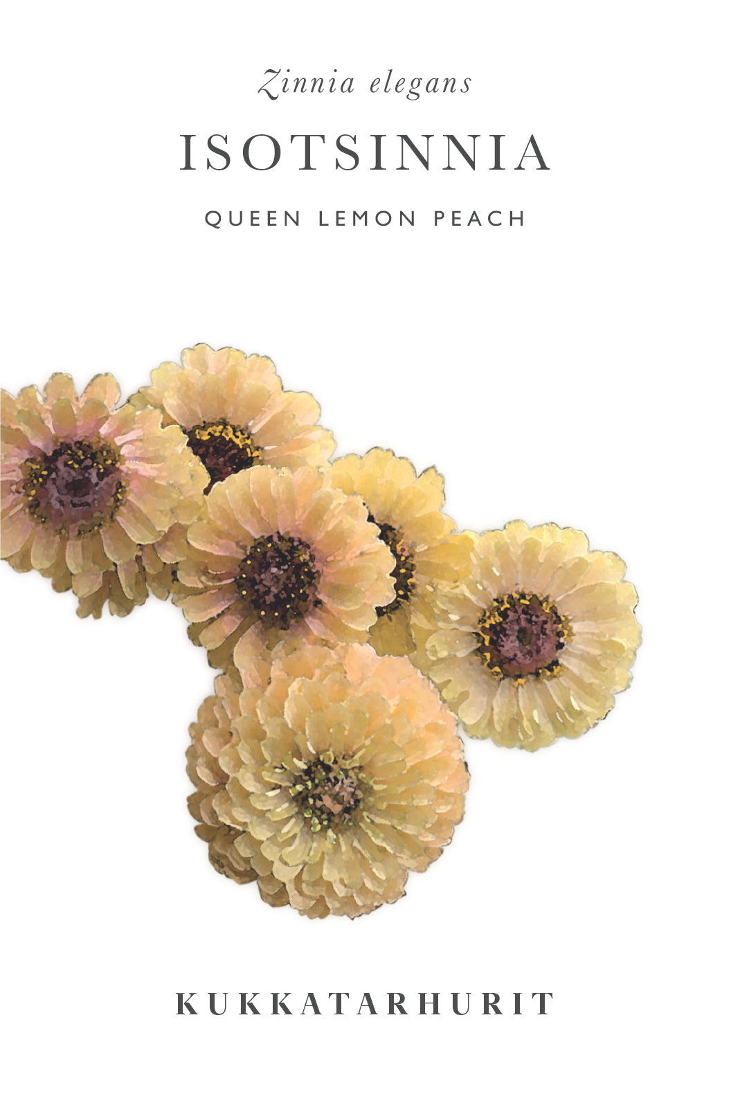 Isotsinnia Queen Lemon Peach