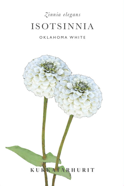 Isotsinnia Oklahoma White