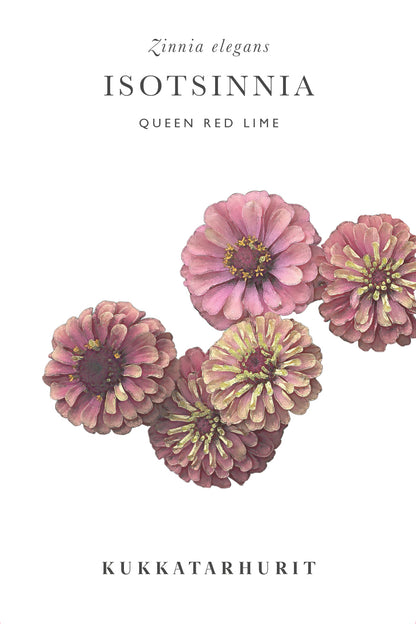 Isotsinnia Queen Red Lime