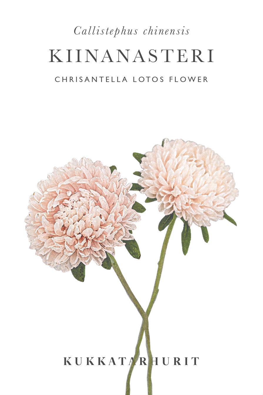 Kiinanasteri Chrisantella Lotos Flower