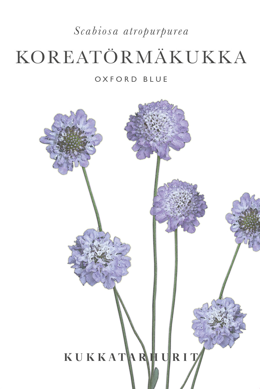 Koreatörmäkukka Oxford Blue