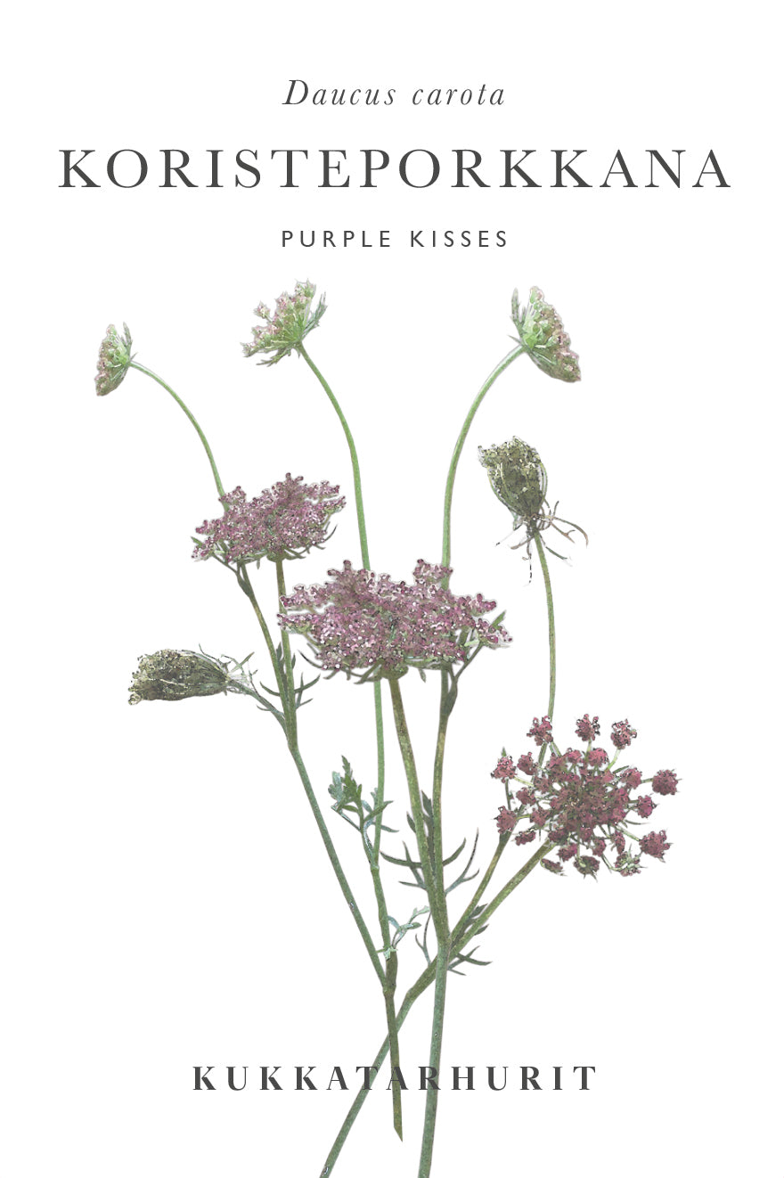 Koristeporkkana Purple Kisses
