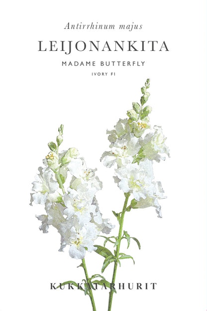 Leijonankita Madame Butterfly Ivory