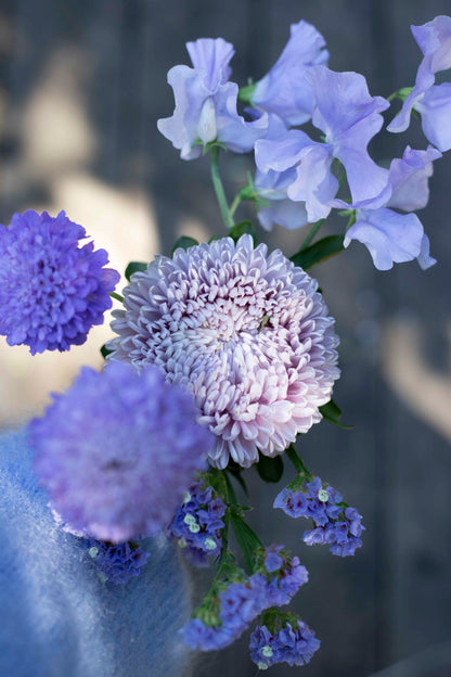 Tuoksuherne Spring Sunshine Light Blue