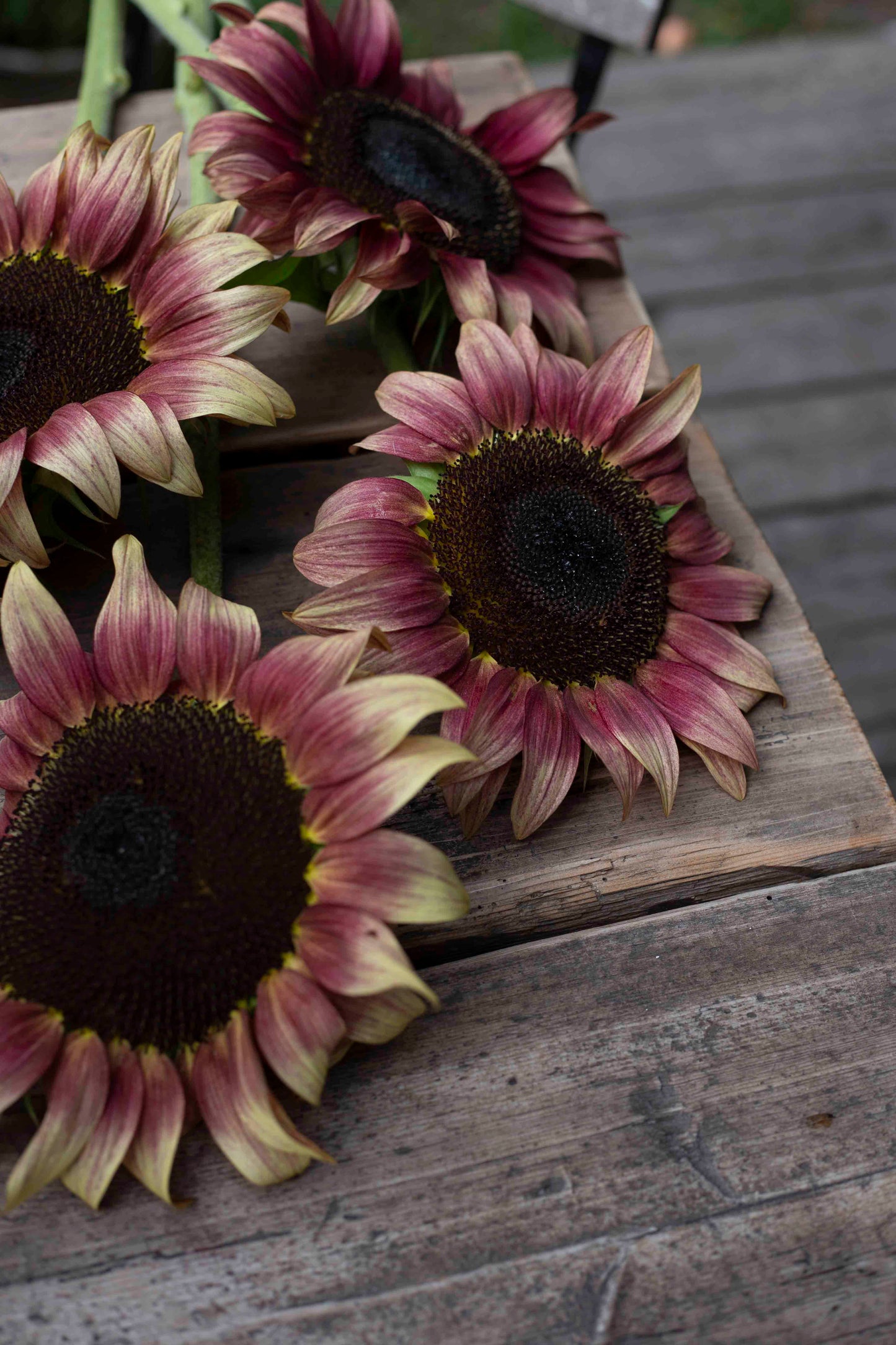Auringonkukka Procut® Plum