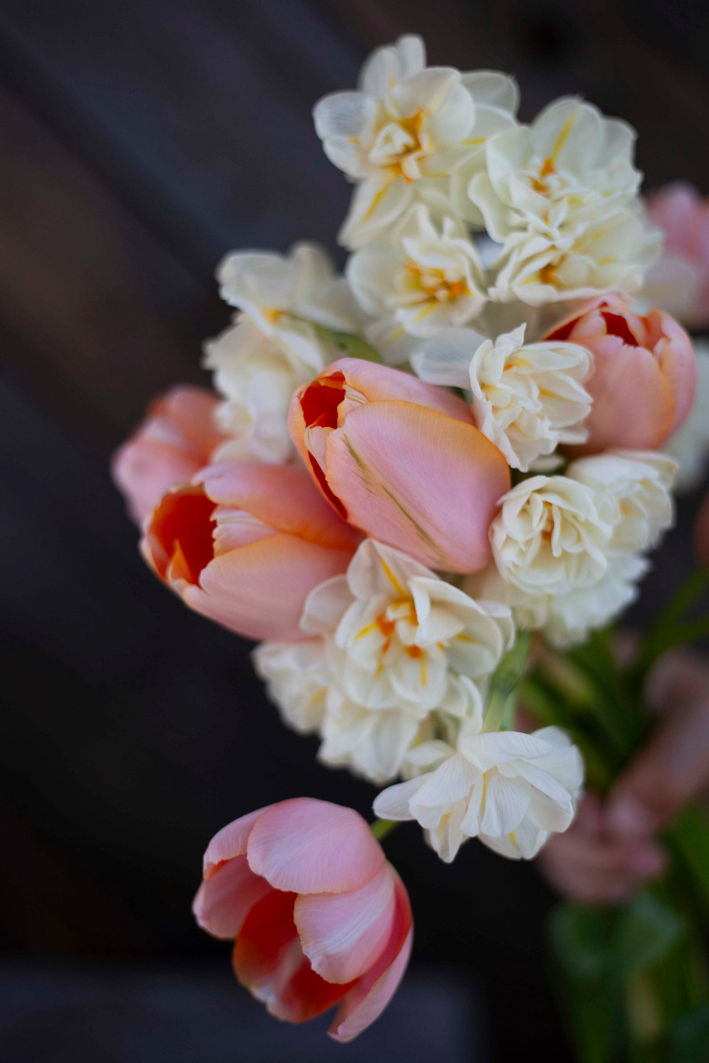 Ranskalainen tulppaani Menton