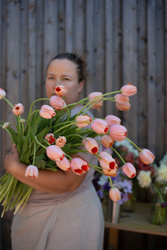 Ranskalainen tulppaani Menton
