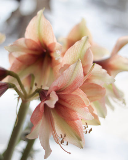 Amaryllis Mocca®