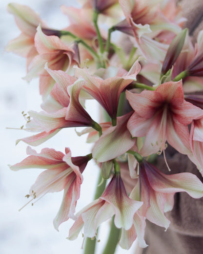 Amaryllis Mocca®
