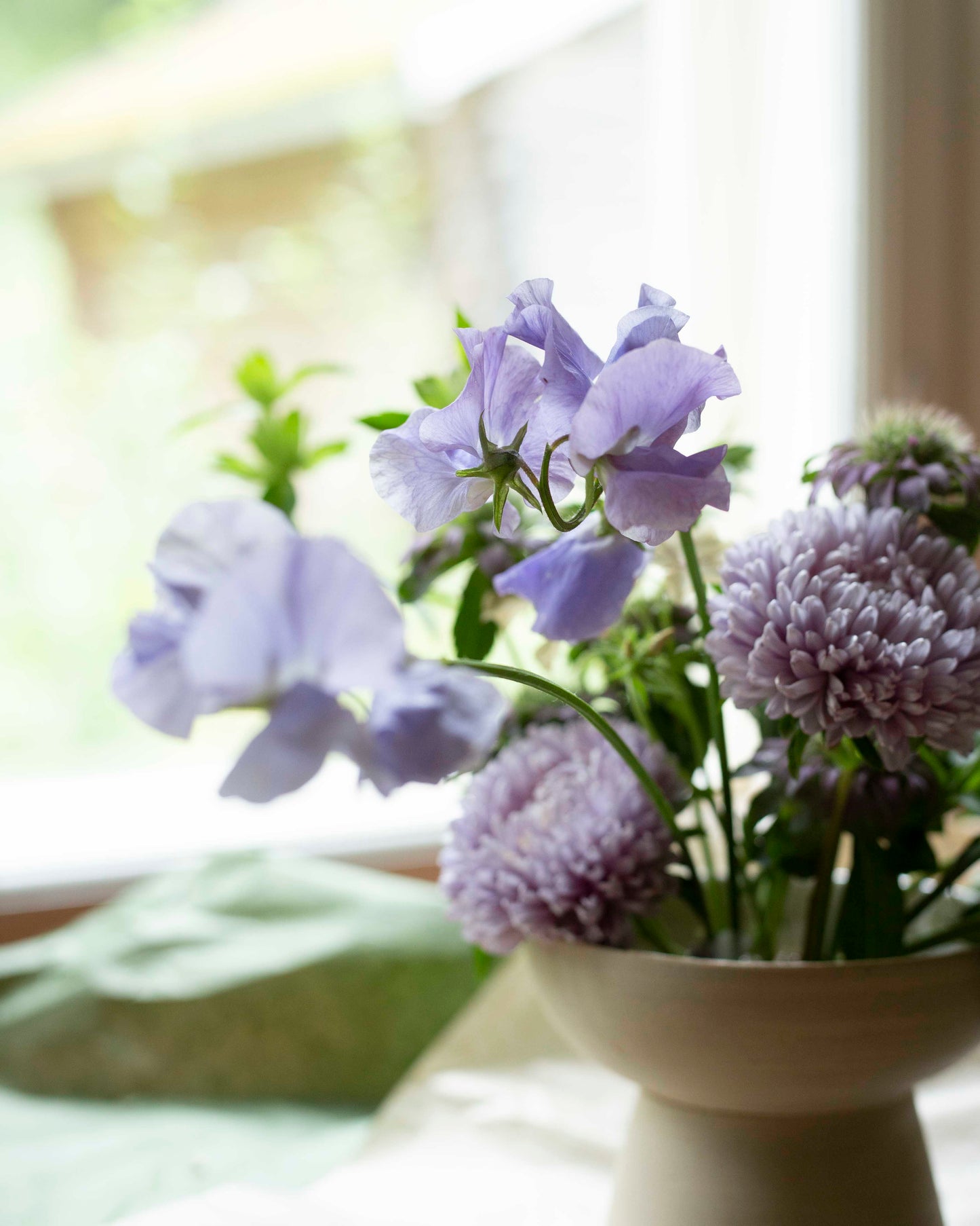 Tuoksuherne Spring Sunshine Light Blue