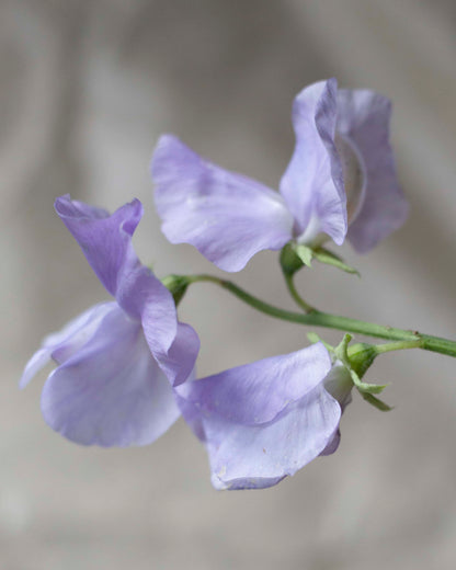 Tuoksuherne Spring Sunshine Light Blue