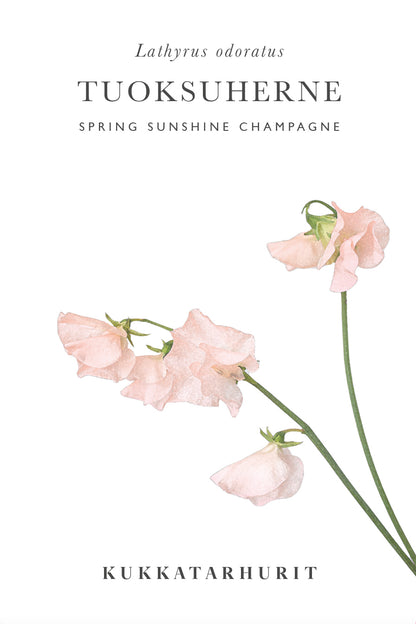 Tuoksuherne Spring Sunshine Champagne
