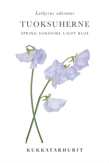 Tuoksuherne Spring Sunshine Blue