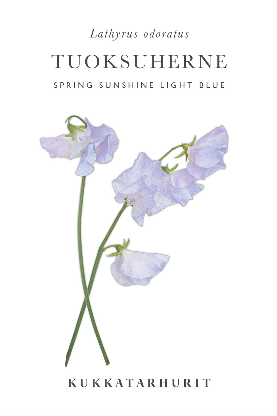 Tuoksuherne Spring Sunshine Light Blue