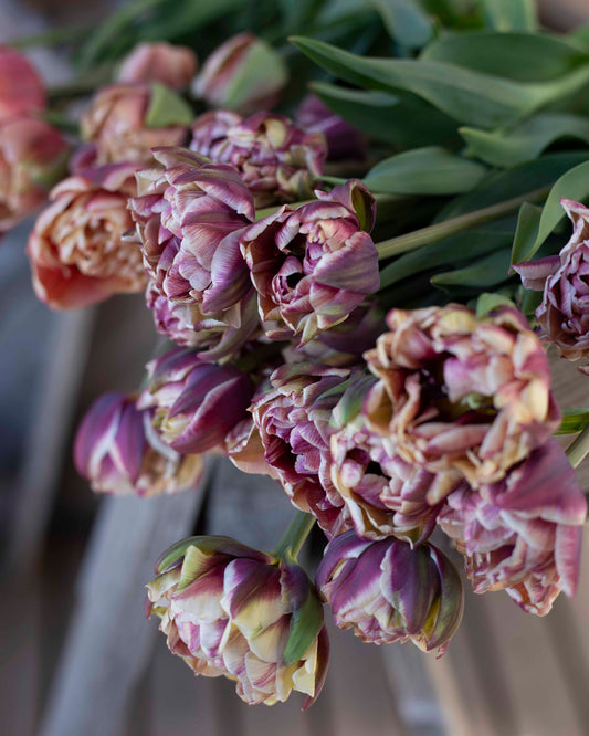 Kerrannainen tulppaani Wyndham