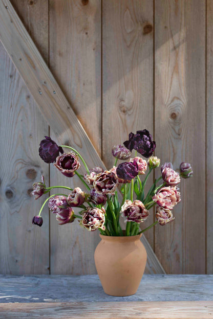 Kerrannainen tulppaani Black Hero