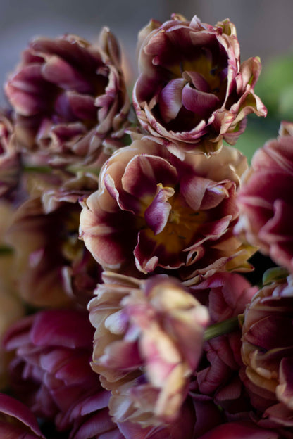 Kerrannainen tulppaani Wyndham